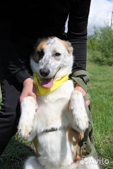 Добрая собака Лолита ищет семью