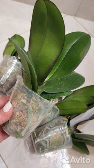 Орхидея фаленопсис биг лип Единорог