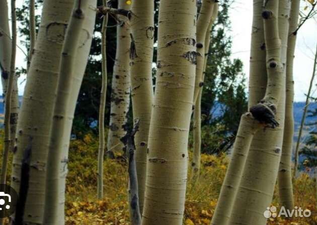 Осиновая кора