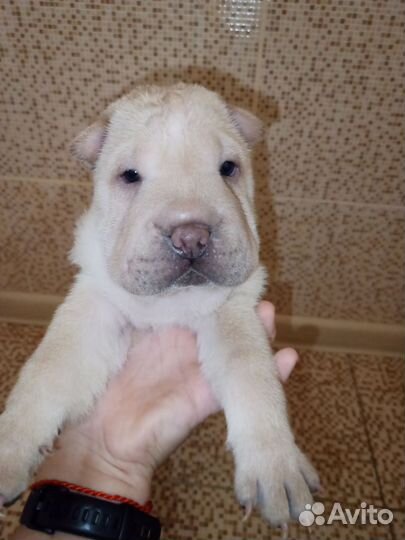 Собаки Щенки шарпей