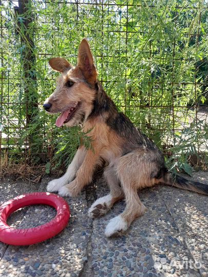 Щенок в дар