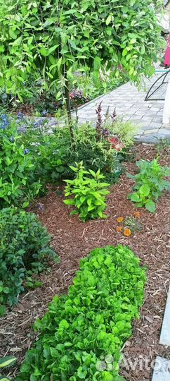 Кора сосны 55л