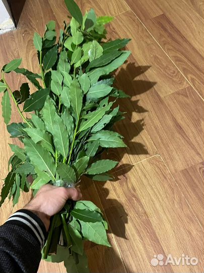 Лавровый лист оптом