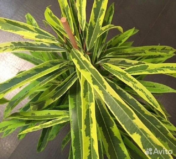 Фикус Али грин голд
