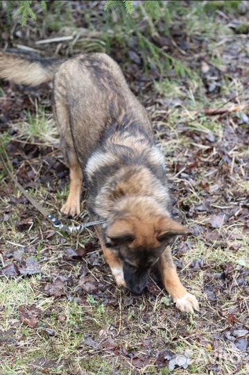 Собака в добрые руки, щенок