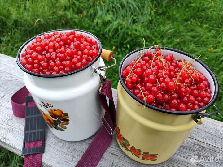 Продам красную смородину