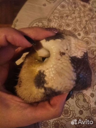 Мясо для животных