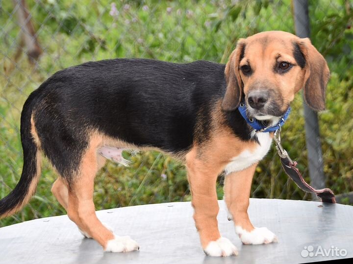 Щенок в добрые руки