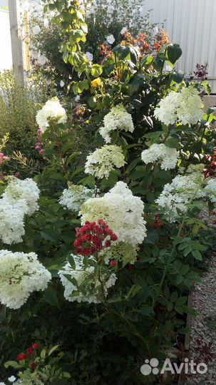 Гортензия метельчатая Ванилла Фрайз, саженцы
