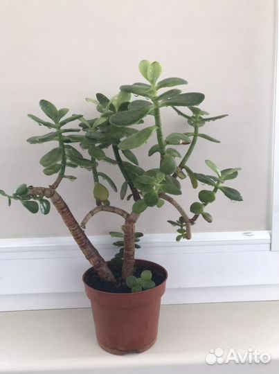 Денежное дерево (толстянка)