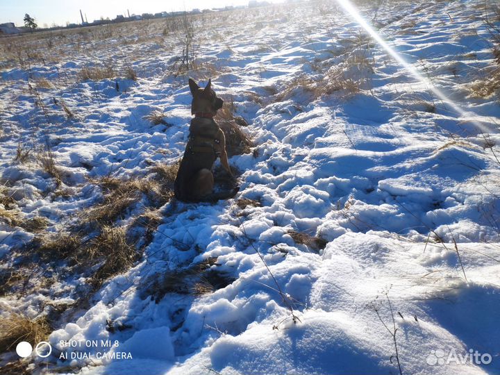 Метис немецкой и бельгийской овчарки