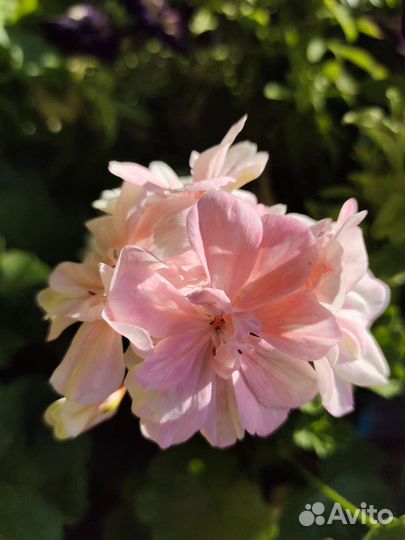 Пеларгонии