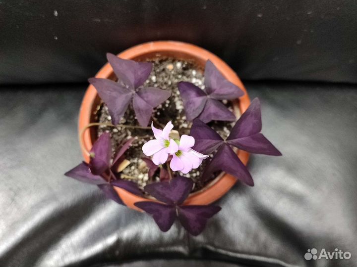 Комнатные цветы кислица треугольная - оксалис