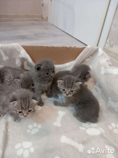 Британские вислоухие котята