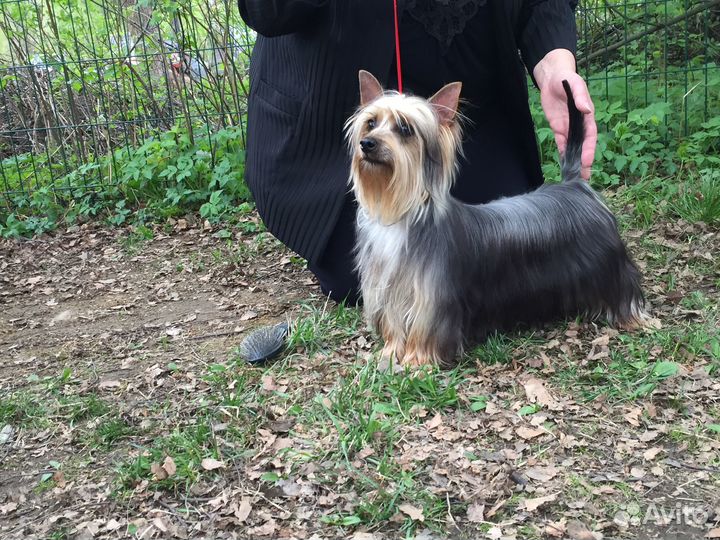 Терьерчики Силки