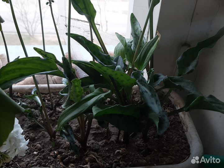 Комнатные растения