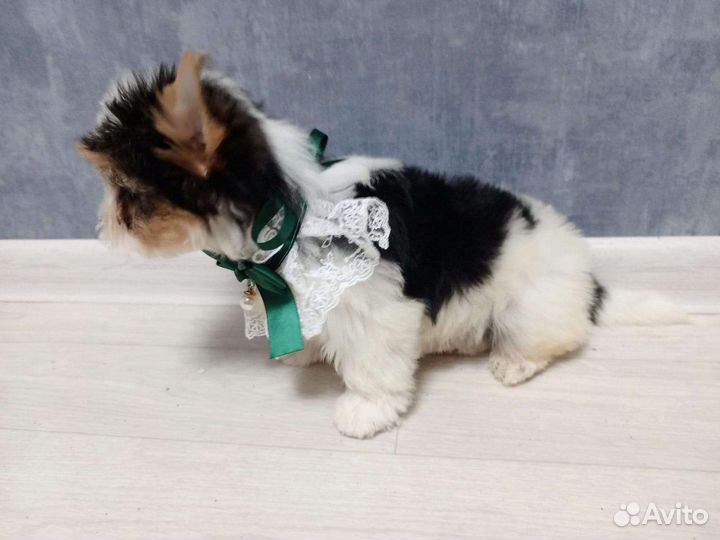 Йоркширский терьер