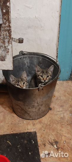 Котята