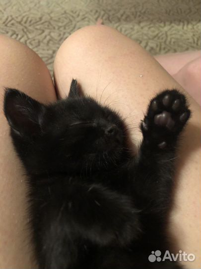 Отдам в добрые руки кошечку