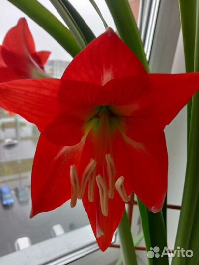 Гиппеаструм