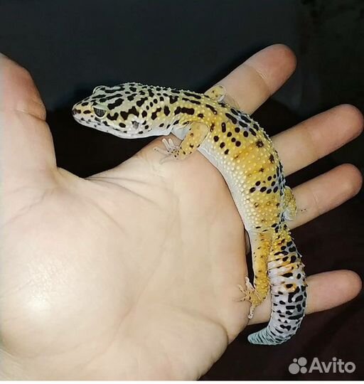 Передержка животных