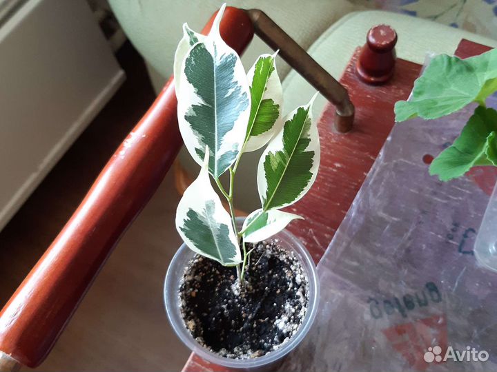 Фикус бенджамина Старлайт