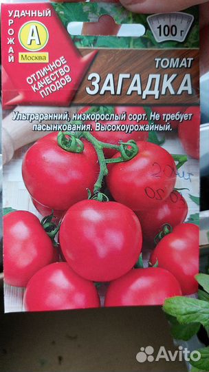 Рассада помидор, черри