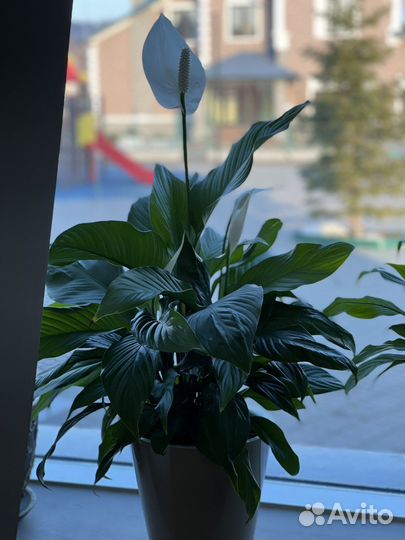 Спатифиллум женское счастье