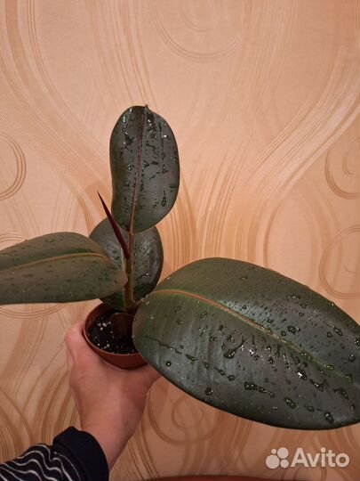 Фикус каучуконосный эластика