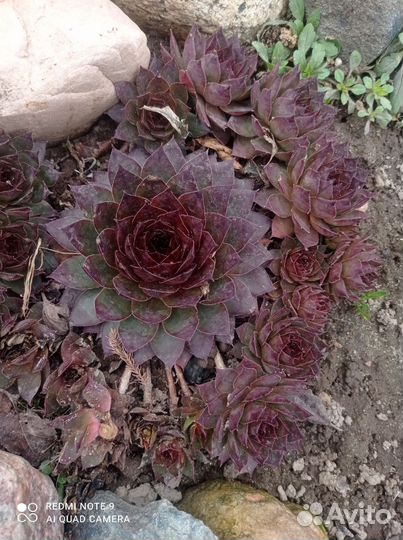 Молодило каменная роза