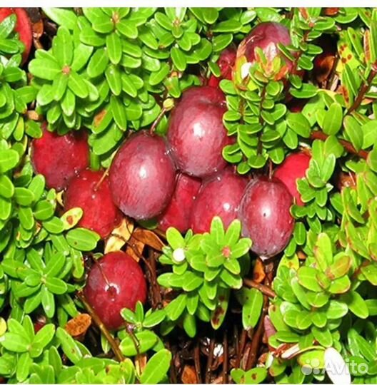 Клюква Стивенс