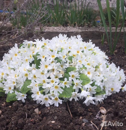 Растения Для сада