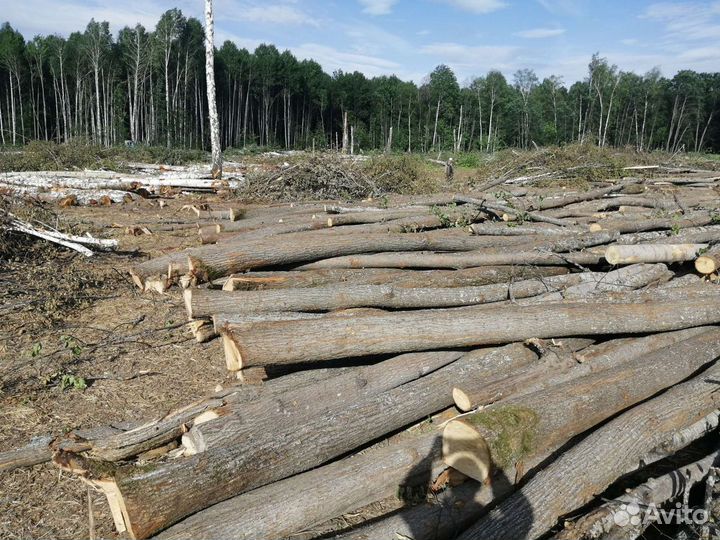 Дуб берёза липа