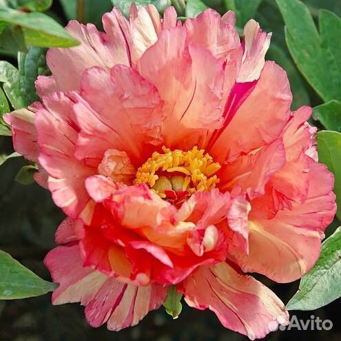 Пион Калейдоскоп, ито-гибрид