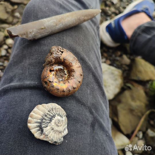 Окаменелости