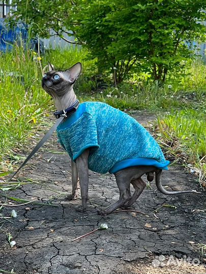 Вязка сфинкс