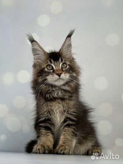 Котёнок мейн-кун