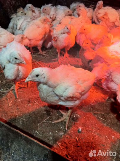 Цыпленок(бройлер)
