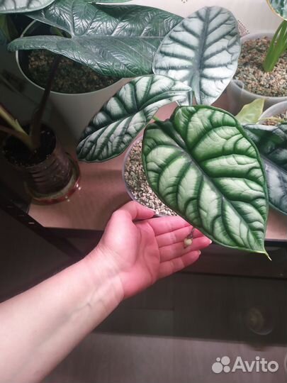 Алоказия Сильвер дракон (Alocasia Silver Dragon)