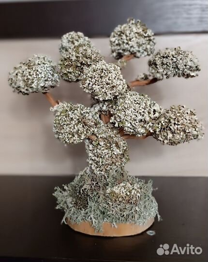 Живое дерево из цетрарии, декор, домашнее растение