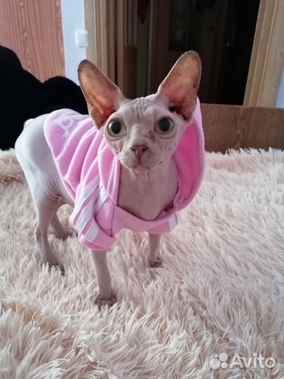 Донской сфинкс