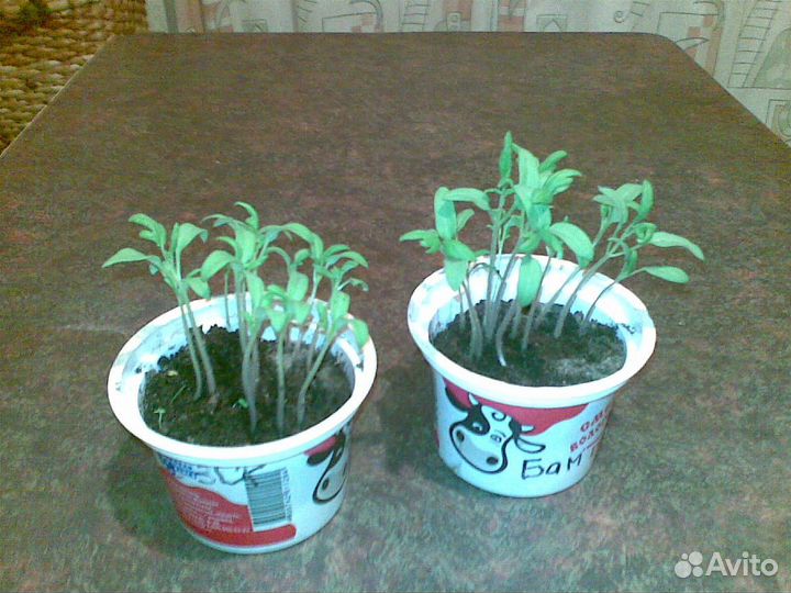 Рассада элитных помидор,пикированная