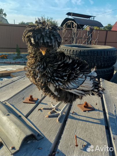 Куры петухи