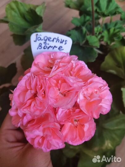 Пеларгония герань