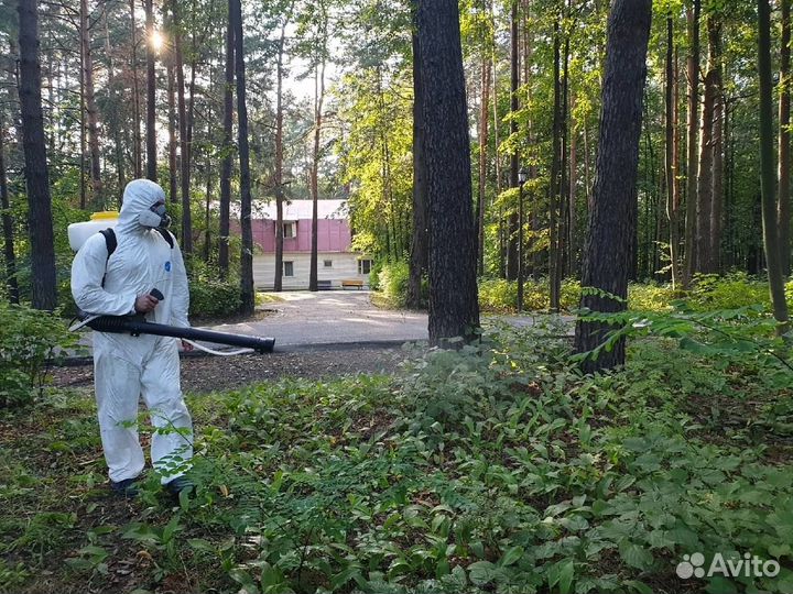 Уничтожение тараканов клопов. Дезинсекция