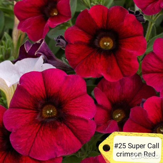 Петуния вегетативная (часть 3)