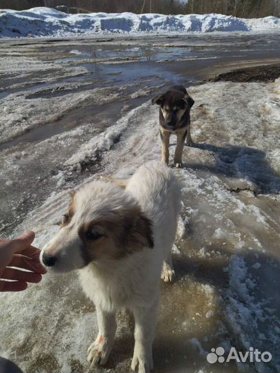 Щенок в добрые руки бесплатно