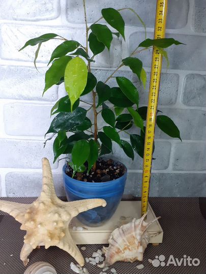 Комнатные растения от 50руб