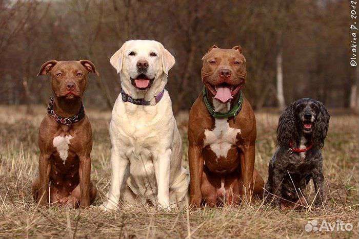 Глухой Барьер для тренировки собак