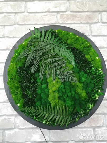 Мох стабилизированный оптом и в розницу